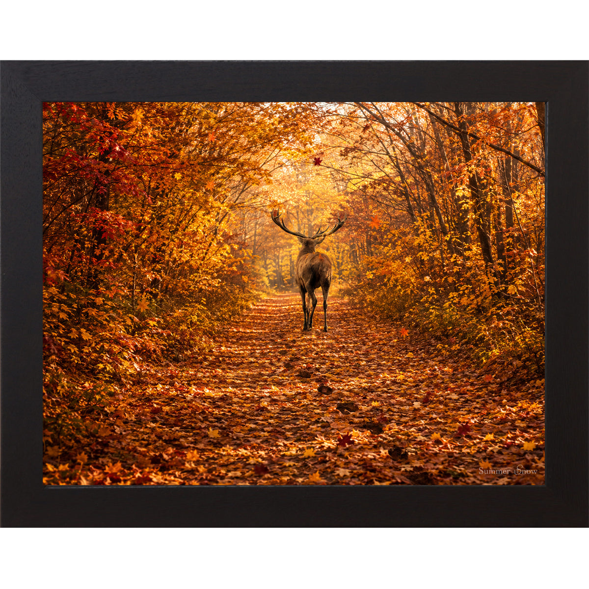 Black framed horizontal nature wall art featuring a deer walking away down a blazing autumn forest path with crimson and amber canopy fallen leaves and golden October light