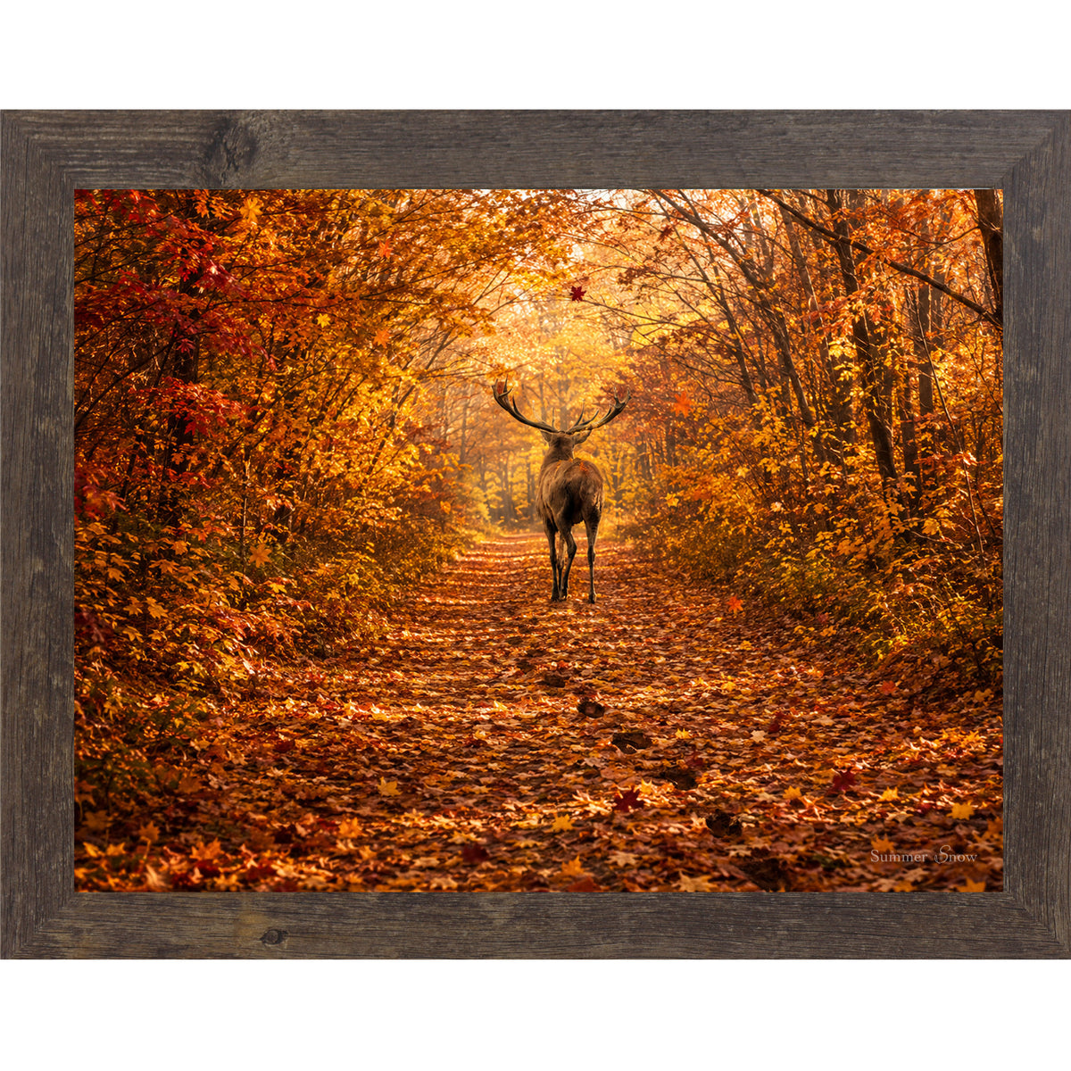 Natural Brown framed horizontal nature wall art featuring a deer walking away down a blazing autumn forest path with crimson and amber canopy fallen leaves and golden October light