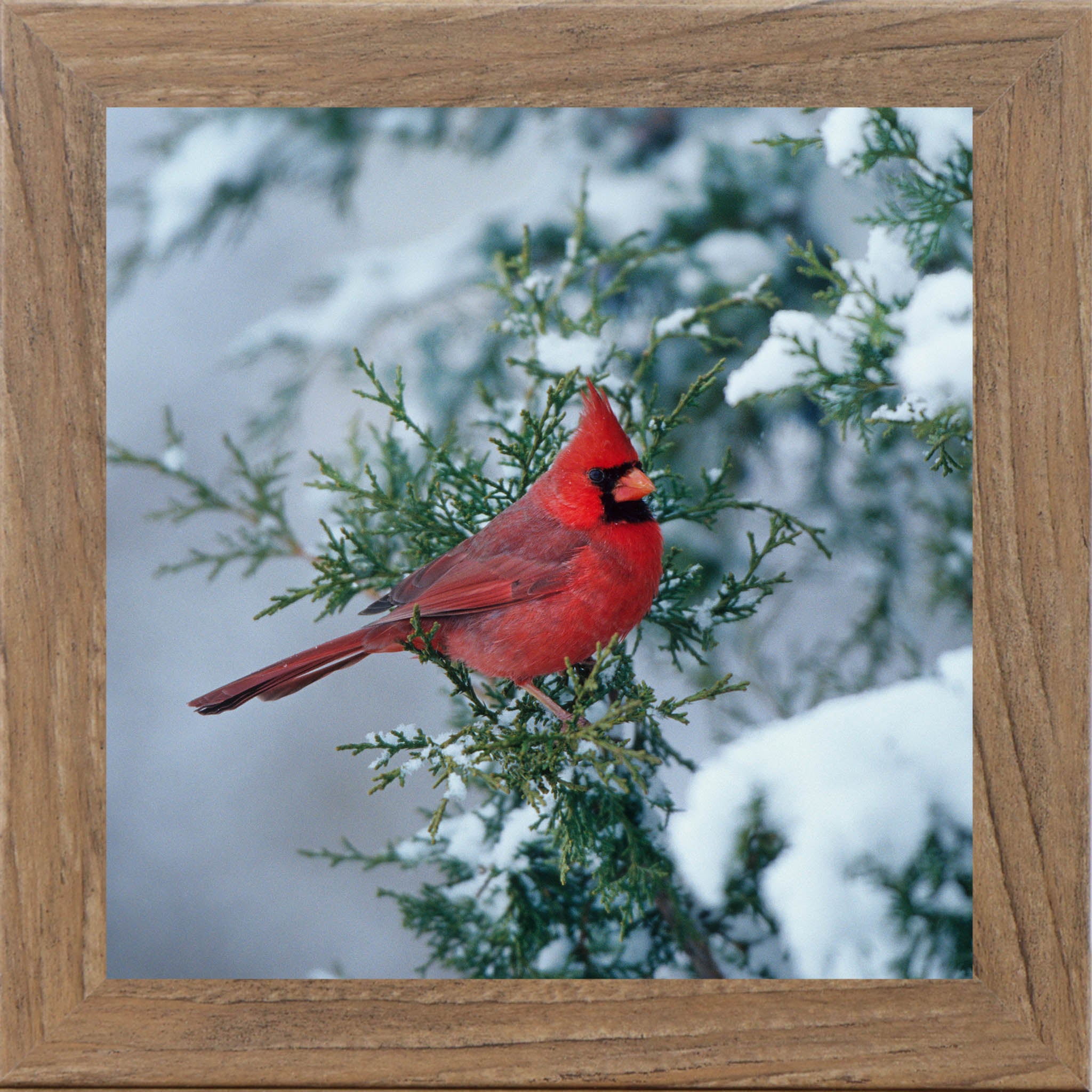 Winter Cardinal – Framed Cardinal Wall Art | Calm Nature Home Decor (SA126)