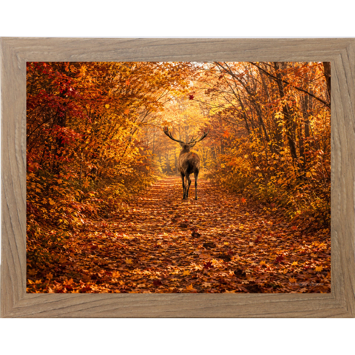 Farmtable framed horizontal nature wall art featuring a deer walking away down a blazing autumn forest path with crimson and amber canopy fallen leaves and golden October light