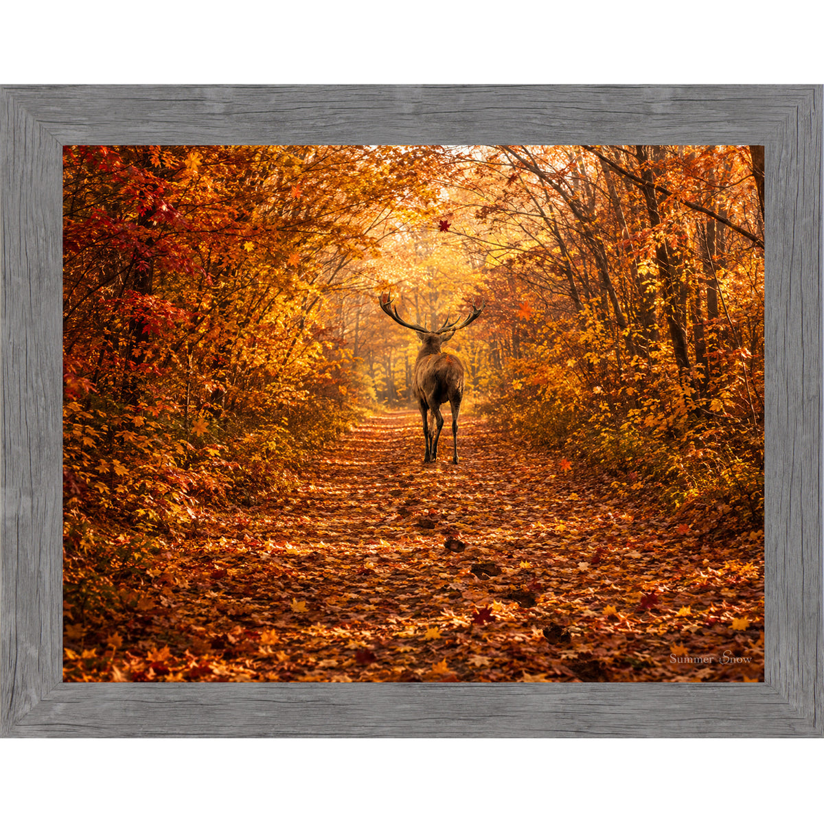 Gray framed horizontal nature wall art featuring a deer walking away down a blazing autumn forest path with crimson and amber canopy fallen leaves and golden October light