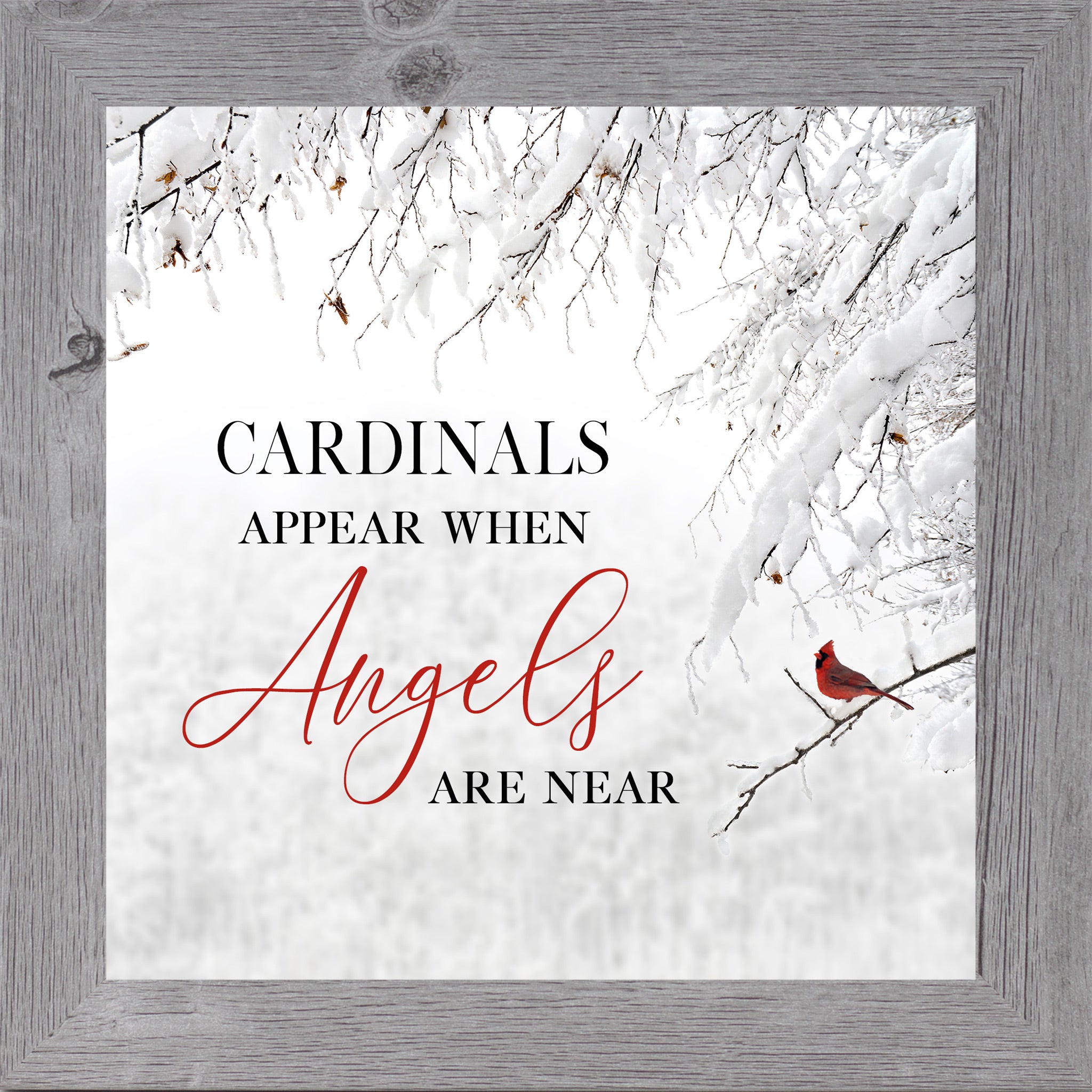 Gray framed square cardinal sympathy wall art featuring a red cardinal perched on snow-covered winter branches with the words "Cardinals Appear When Angels Are Near" — SS856