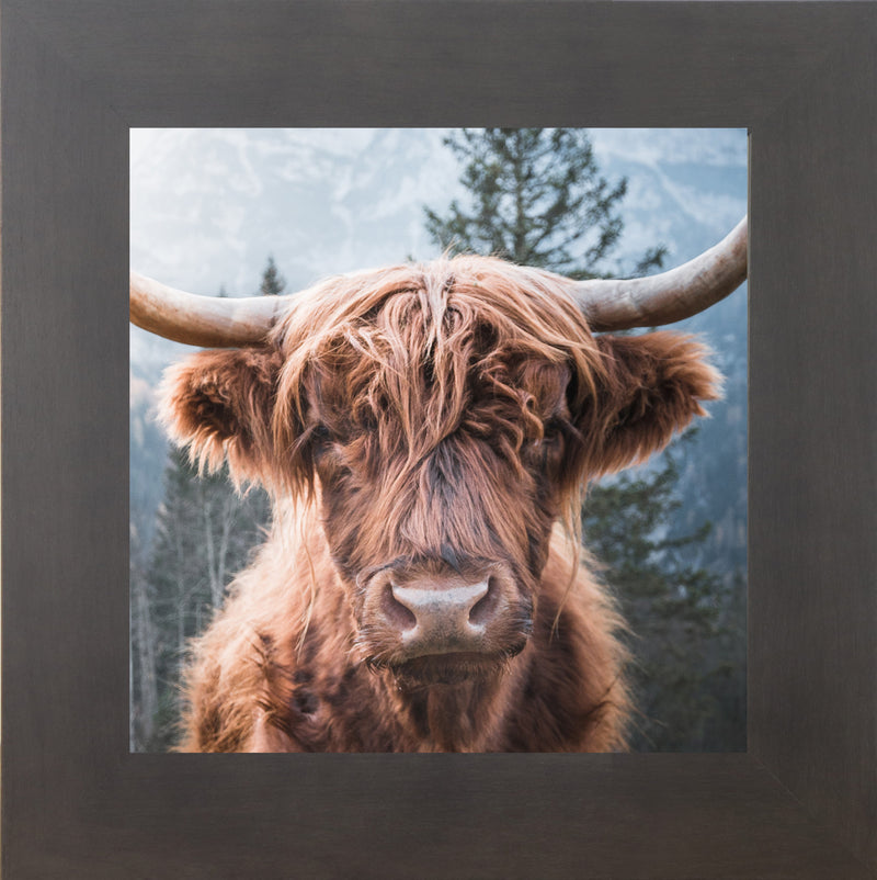 Highland Cow by Summer Snow SN103
