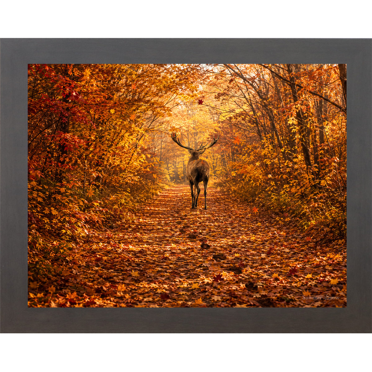 Slatewood framed horizontal nature wall art featuring a deer walking away down a blazing autumn forest path with crimson and amber canopy fallen leaves and golden October light