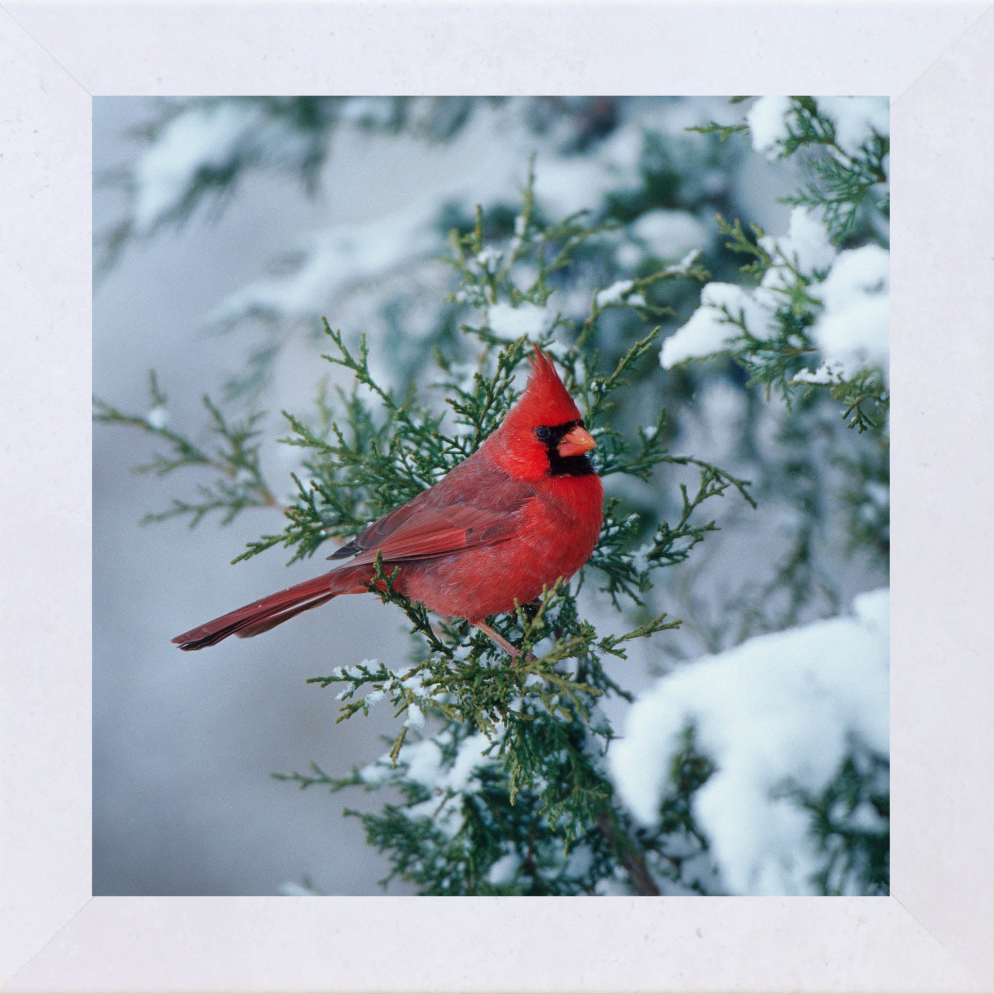 Winter Cardinal – Framed Cardinal Wall Art | Calm Nature Home Decor (SA126)