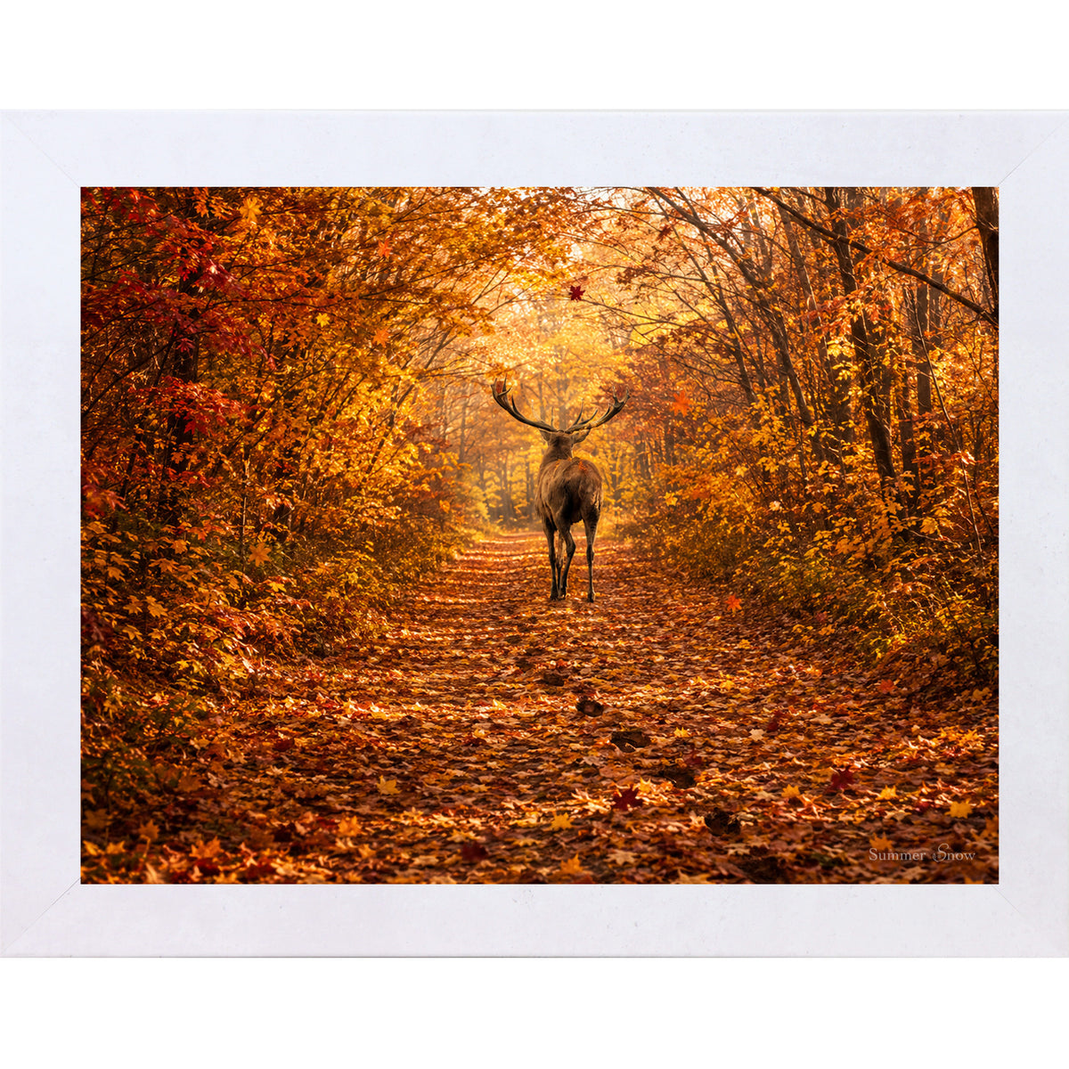 Terracotta White framed horizontal nature wall art featuring a deer walking away down a blazing autumn forest path with crimson and amber canopy fallen leaves and golden October light