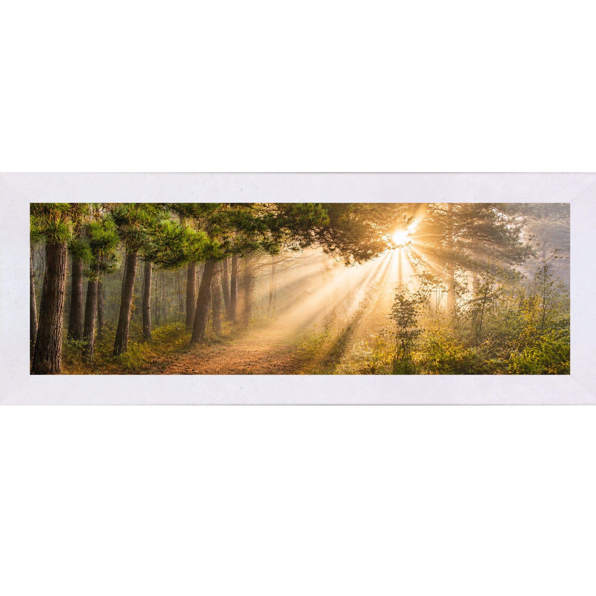 Terracotta White framed wide panoramic nature wall art featuring dramatic golden sunlight rays bursting through misty pine tree canopy across a forest path in warm sacred morning light