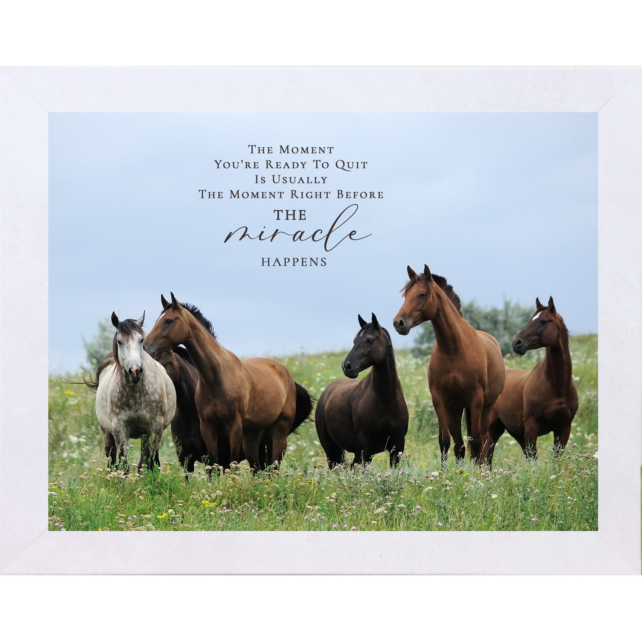 Terracotta white framed landscape inspirational horse wall art with five horses standing alert in a wildflower meadow with blue sky and the quote The Moment You're Ready to Quit Is Usually the Moment Right Before the Miracle Happens