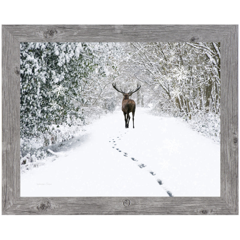 Tracks in the Snow by Summer Snow SA426