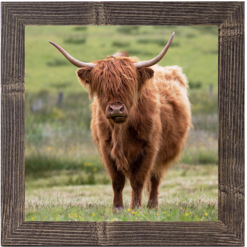 Highland Cow by Summer Snow SN136