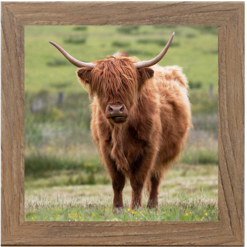 Highland Cow by Summer Snow SN136