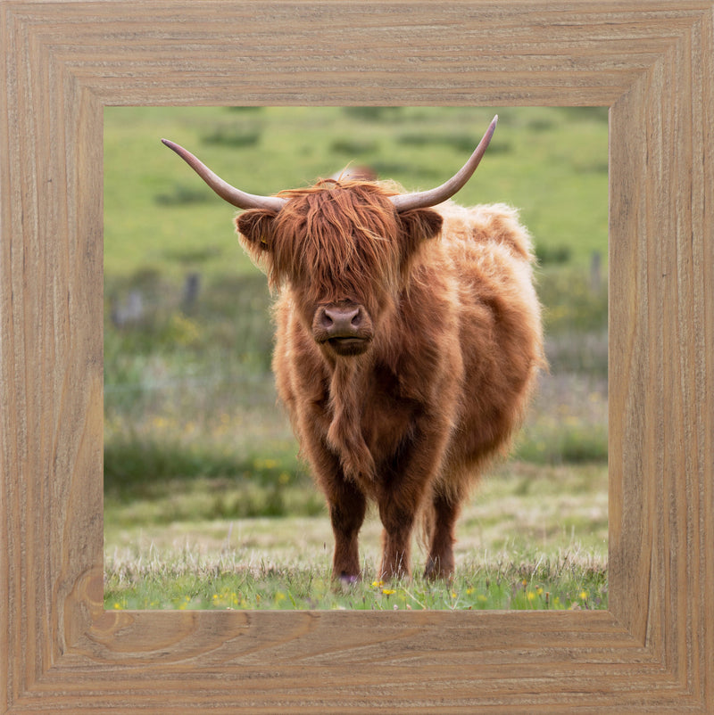 Highland Cow by Summer Snow SN136