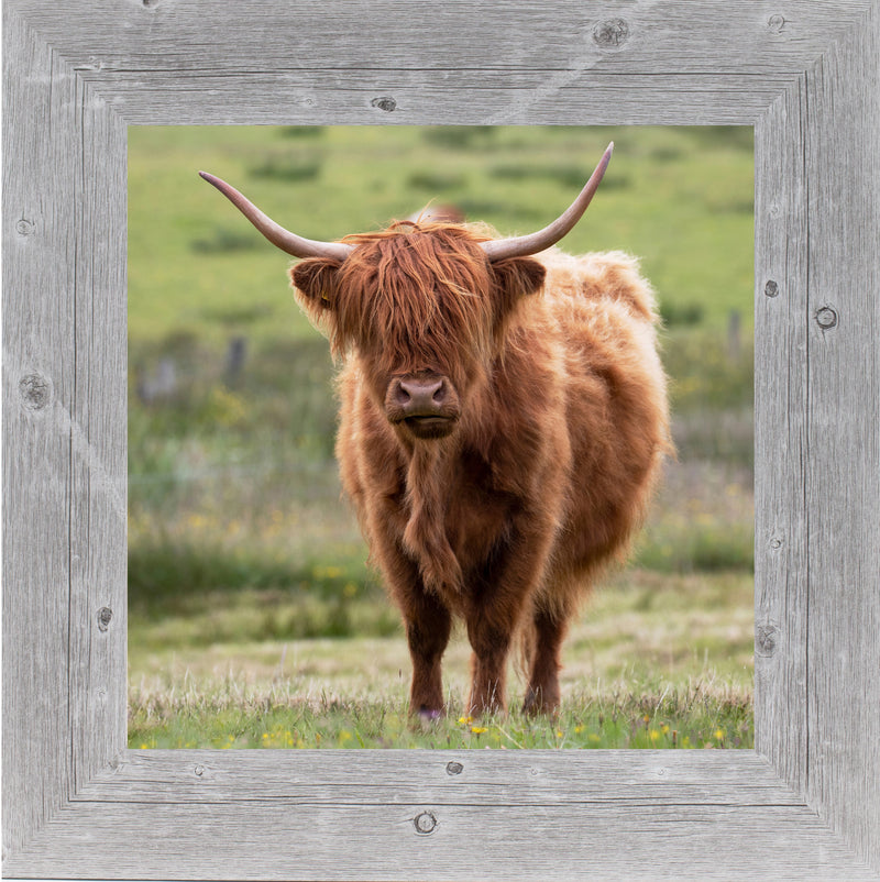 Highland Cow by Summer Snow SN136