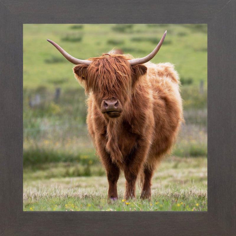 Highland Cow by Summer Snow SN136