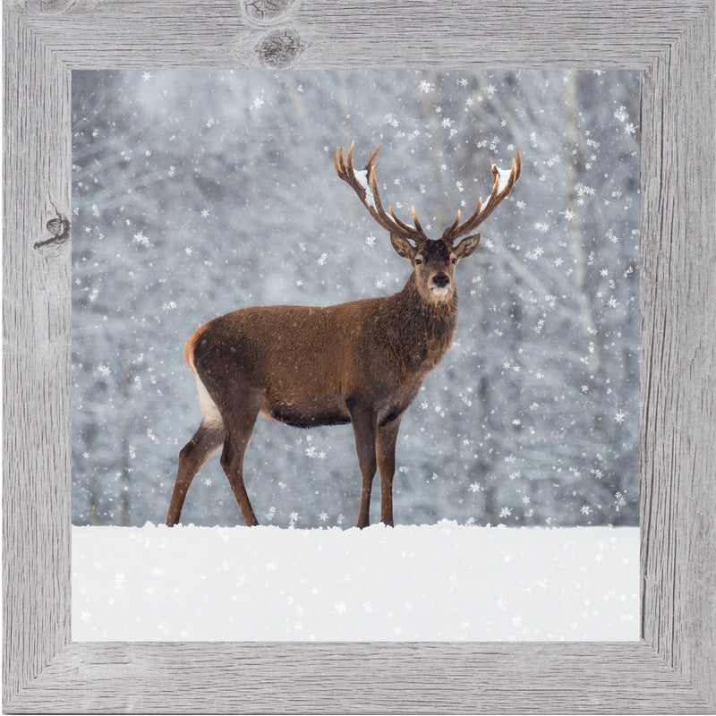 Proud Buck by Summer Snow SN180
