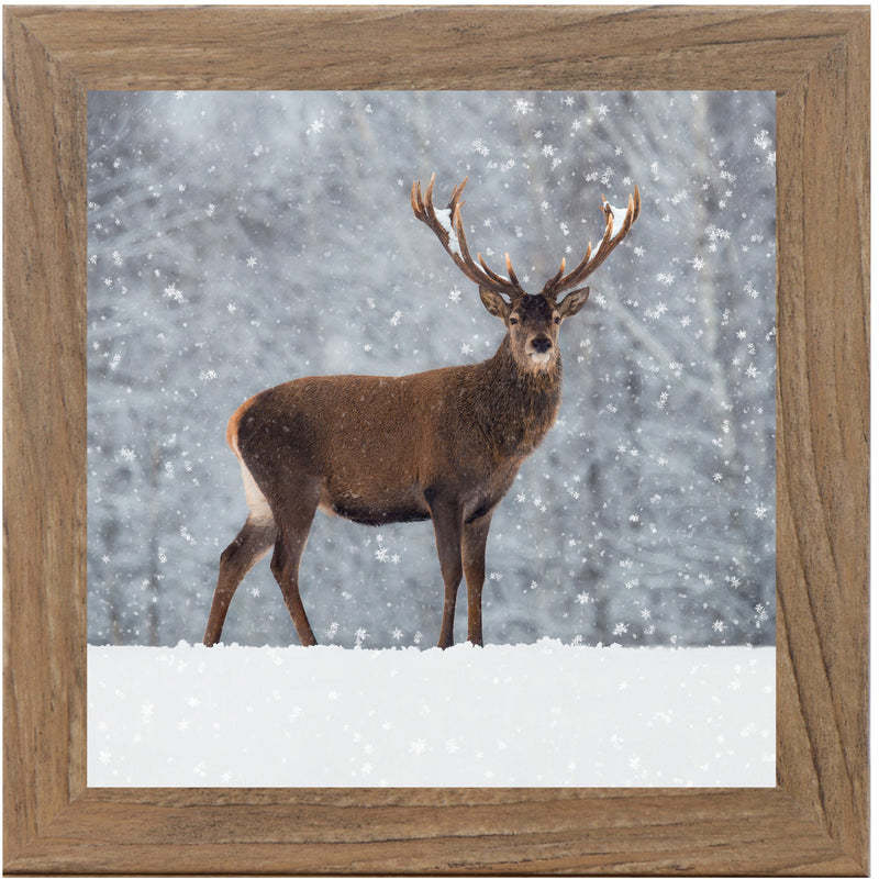 Proud Buck by Summer Snow SN180