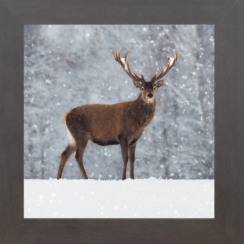 Proud Buck by Summer Snow SN180