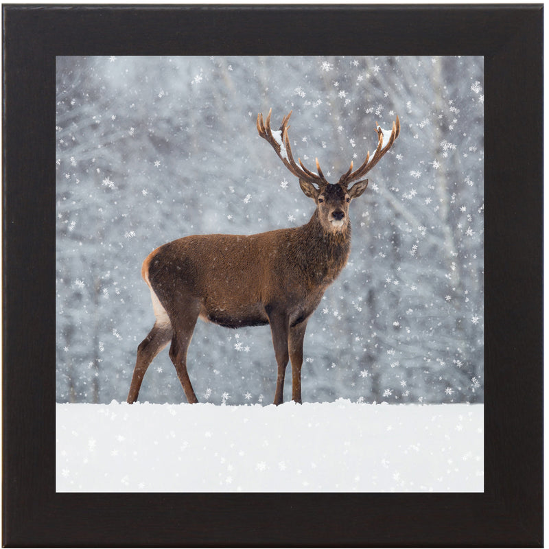 Proud Buck by Summer Snow SN180
