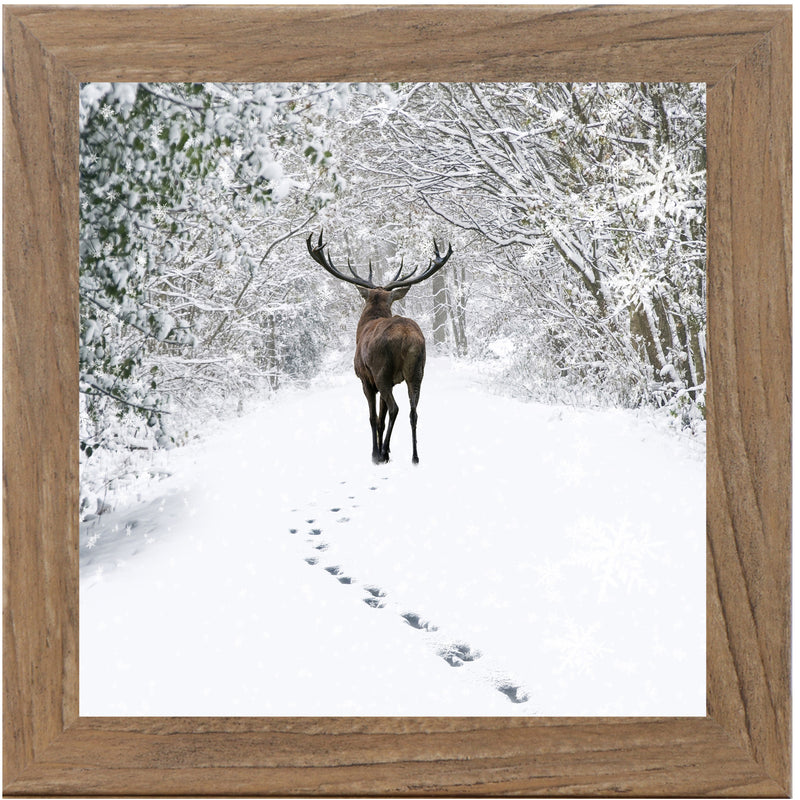 Tracks in the Snow by Summer Snow SN181