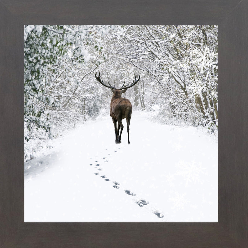 Tracks in the Snow by Summer Snow SN181