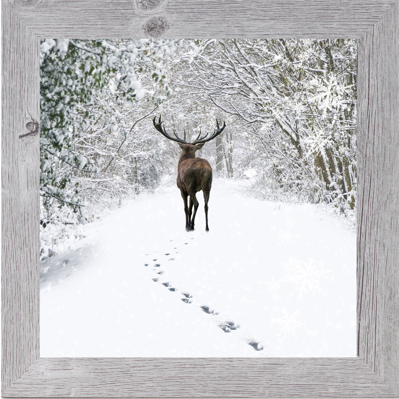 Tracks in the Snow by Summer Snow SN181