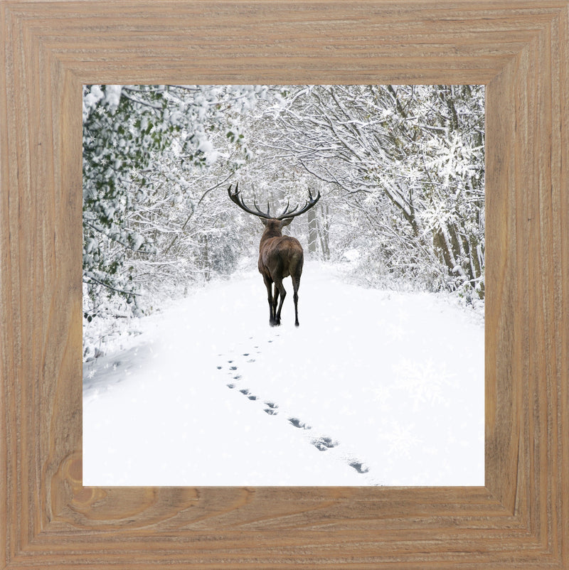 Tracks in the Snow by Summer Snow SN181