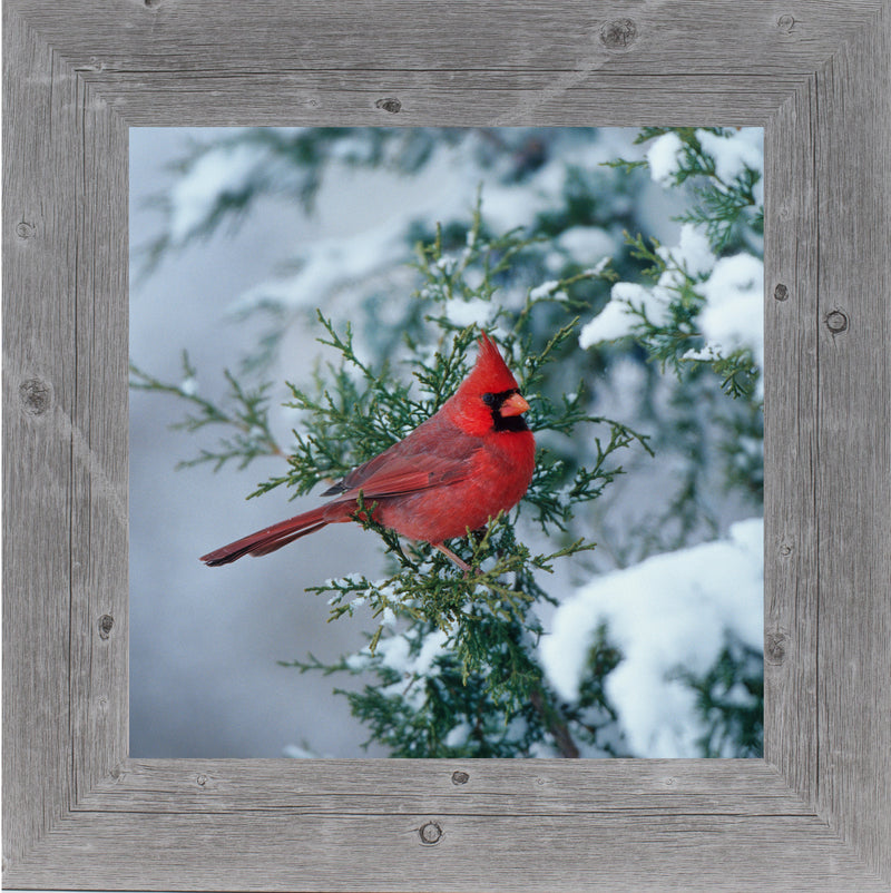 Winter Cardinal by Summer Snow SA126