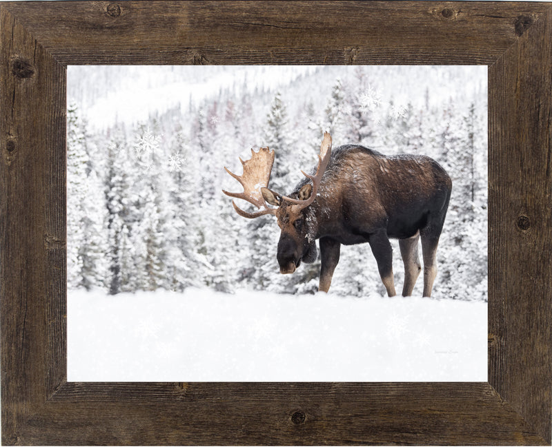 Winter Moose by Summer Snow SA411